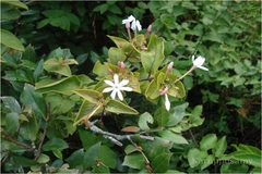 Jasminum brevilobum